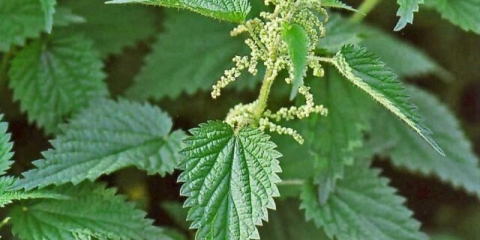 Zašto kopriva pecka: fotografija, uzroci, prednosti, prva pomoć za opekotine